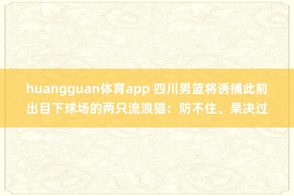 huangguan体育app 四川男篮将诱捕此前出目下球场的两只流浪猫：防不住、果决过